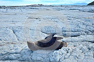 A new zealand fur seal resting on the rocks of Kaikoura, New Zealand, South Island