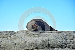 A new zealand fur seal resting on the rocks of Kaikoura, New Zealand, South Island