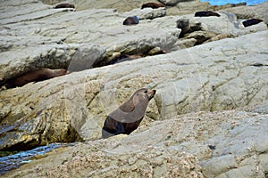 A new zealand fur seal on the rocks of Point Kean, Kaikoura, New Zealand, South Island