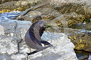 A new zealand fur seal on the rocks of Point Kean, Kaikoura, New Zealand, South Island