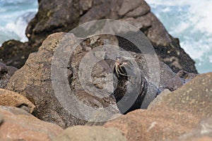 New Zealand fur seal shaking head