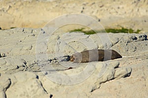 New Zealand fur seal sleeping