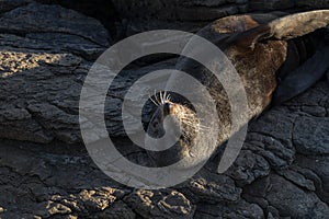 New Zealand fur seal sleeping on its back during a sunny sunrise at Shag Point, New Zealand