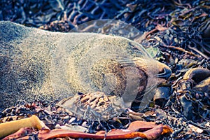 New Zealand Fur Seal sleeping on seaweed