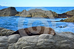 A new zealand fur seal sunbathing on a rock at Kaikoura, New Zealand, South Island