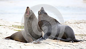 New Zealand Fur Seal