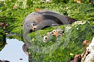 New Zealand fur seal