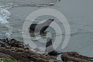 New Zealand fur seals Arctocephalus forsteri at Dunedin seal colony, New Zealand