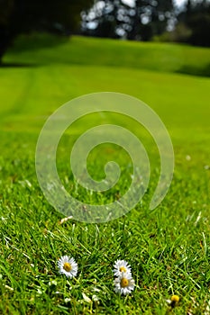 New Zealand Golf Course green grass and daisies