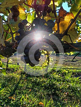 New Zealand, grapes picking in South Island.