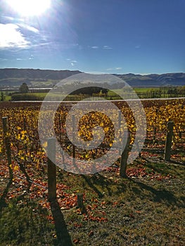 New Zealand, grapes picking in South Island.