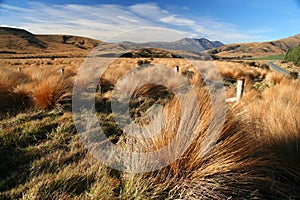 New Zealand grassland