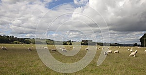 New Zealand - Grazing sheep