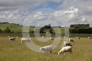 New Zealand - Grazing sheep