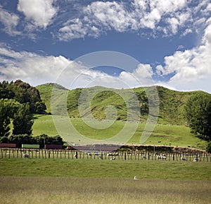 New Zealand - Grazing sheep