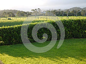 New Zealand: green farm fields