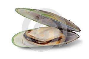 New Zealand green lipped mussel