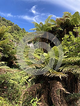 New Zealand greenery