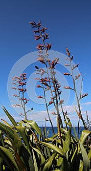 New Zealand Harakeke Flax Flowering By the Ocean