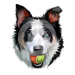 New Zealand heading dog, poster digital art. Isolated waterclor portrait of puppy holding ball in teeth. Playing doggy purebread,