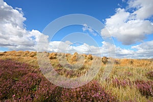 New Zealand heath