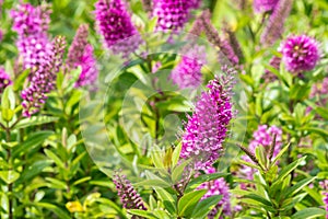 New Zealand hebe speciosa plant with purple flowers in bloom and blurred background