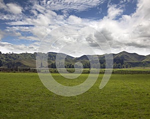 New Zealand - hills and meadows