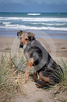 New Zealand Huntaway on beach in sun two days after retiring from being a full time sheepdog