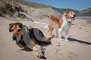 New Zealand Huntaway on beach in sun two days after retiring from being a full time sheepdog