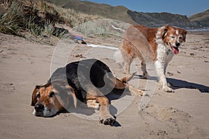 New Zealand Huntaway on beach in sun two days after retiring from being a full time sheepdog photo