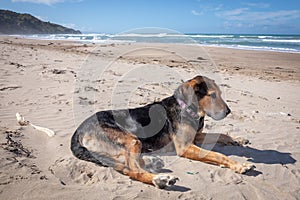 New Zealand Huntaway dog at the beach after retiring from 10 years working full time sheep herding