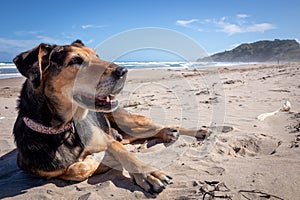 New Zealand Huntaway dog at the beach after retiring from 10 years working full time sheep herding