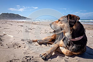 New Zealand Huntaway dog at the beach after retiring from 10 years working full time sheep herding