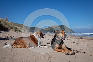 New Zealand Huntaway dog at the beach after retiring from 10 years working full time sheep herding