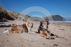 New Zealand Huntaway dog at the beach after retiring from 10 years working full time sheep herding