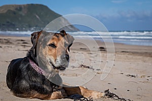 New Zealand Huntaway dog at the beach after retiring from 10 years working full time sheep herding