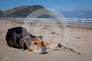 New Zealand Huntaway dog at the beach after retiring from 10 years working full time sheep herding