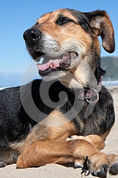 New Zealand Huntaway dog at the beach after retiring from 10 years working full time sheep herding