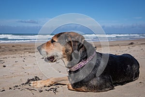 New Zealand Huntaway dog at the beach after retiring from 10 years working full time sheep herding