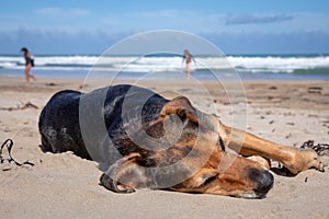 New Zealand Huntaway dog at the beach after retiring from 10 years working full time sheep herding