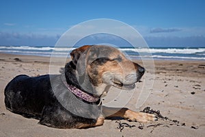 New Zealand Huntaway dog at the beach after retiring from 10 years working full time sheep herding