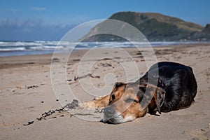 New Zealand Huntaway dog at the beach after retiring from 10 years working full time sheep herding
