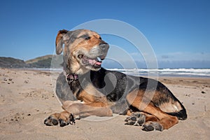 New Zealand Huntaway dog at the beach after retiring from 10 years working full time sheep herding