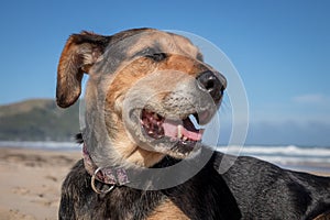 New Zealand Huntaway dog at the beach after retiring from 10 years working full time sheep herding