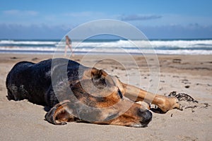 New Zealand Huntaway dog at the beach after retiring from 10 years working full time sheep herding