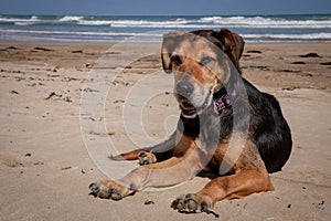 New Zealand Huntaway lying on beach in sun two days after retiring from being a full time sheepdog