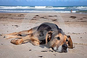 New Zealand Huntaway lying on beach in sun two days after retiring from being a full time sheepdog