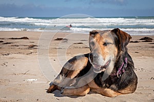 New Zealand Huntaway lying on beach in sun two days after retiring from being a full time sheepdog