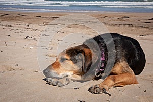 New Zealand Huntaway lying on beach in sun two days after retiring from being a full time sheepdog