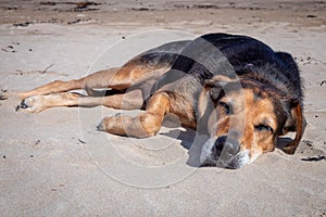 New Zealand Huntaway lying on beach in sun two days after retiring from being a full time sheepdog